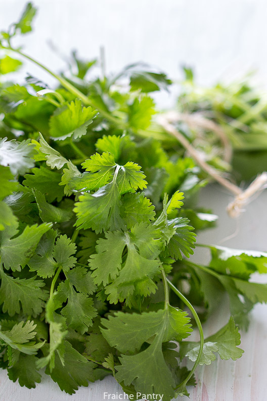 Cilantro